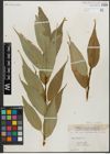 Foto von Salix lucida Muhl.